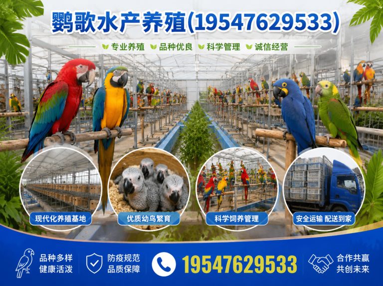都江堰市西南鹦鹉品牌展示图
