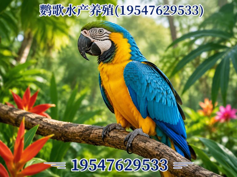 都江堰市中大型鹦鹉繁育展示图