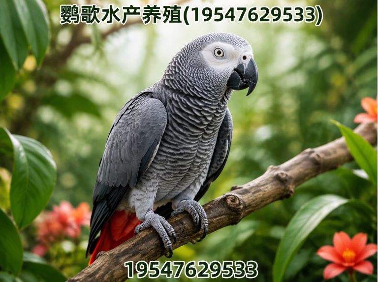 都江堰市鹦鹉养殖公司展示图